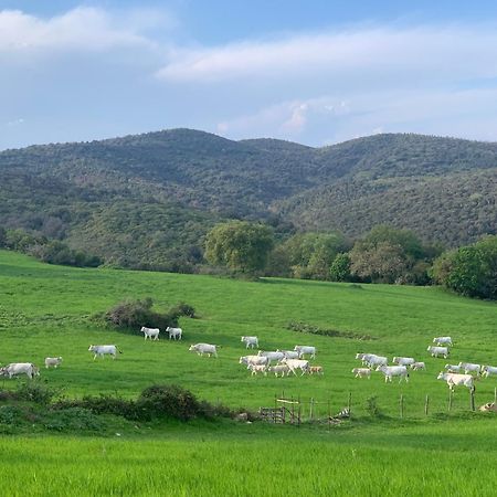 Fattoria Tolomei Campagnatico Exteriör bild