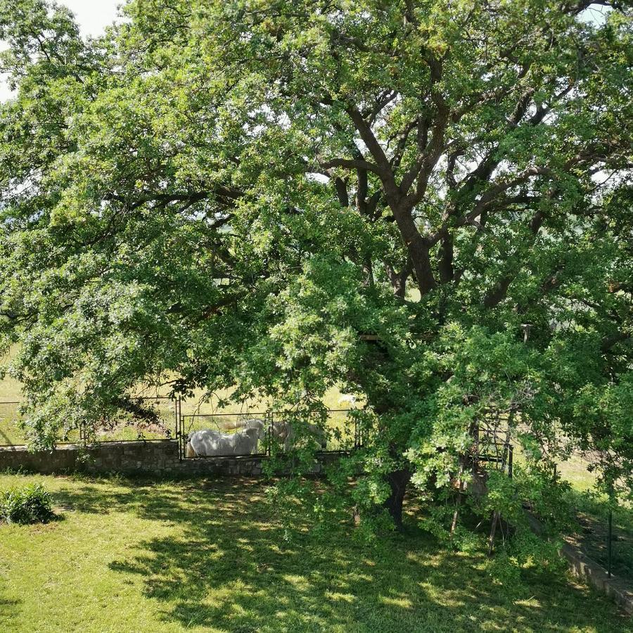 Fattoria Tolomei Campagnatico Exteriör bild