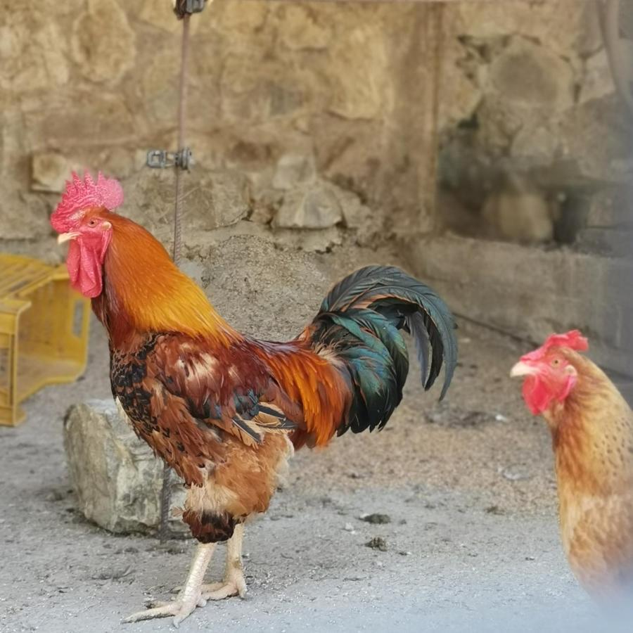 Fattoria Tolomei Campagnatico Exteriör bild