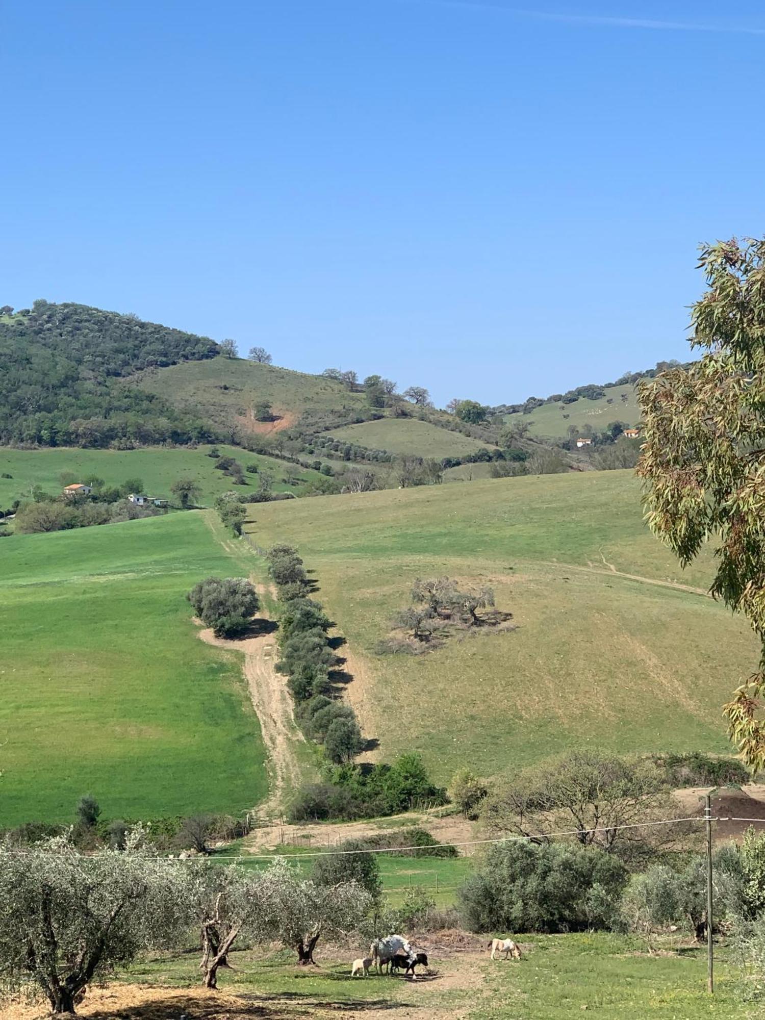 Fattoria Tolomei Campagnatico Exteriör bild