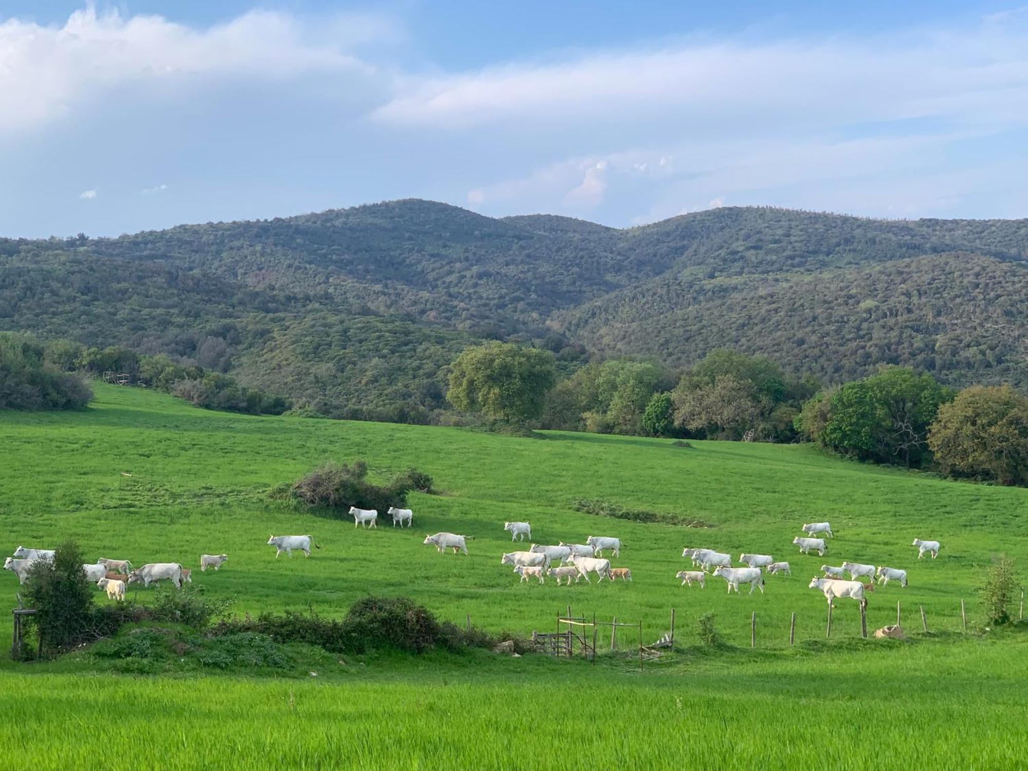 Fattoria Tolomei Campagnatico Exteriör bild